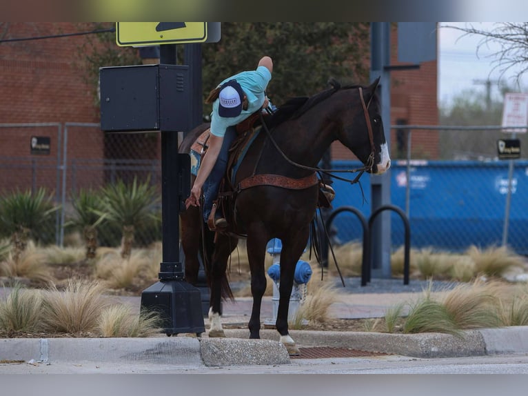 Quarter horse américain Hongre 10 Ans 155 cm Noir in Rusk Tx