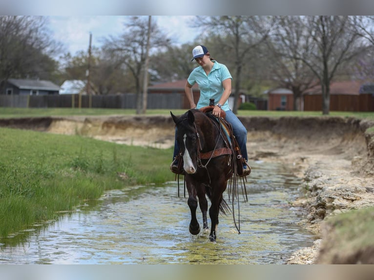 Quarter horse américain Hongre 10 Ans 155 cm Noir in Rusk Tx