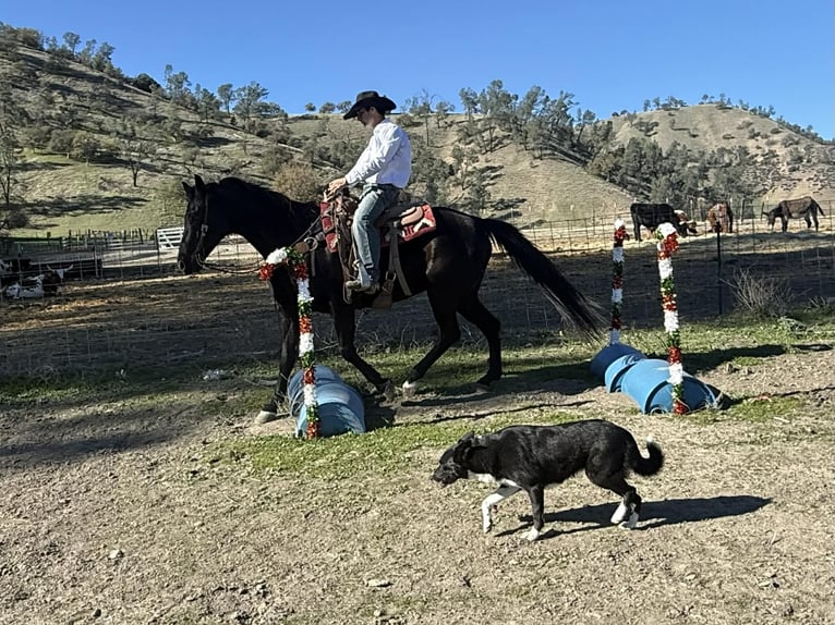 Quarter horse américain Hongre 10 Ans 155 cm Noir in Tres Pinos
