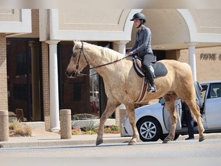 Quarter horse américain Hongre 10 Ans 155 cm Palomino in Ripley