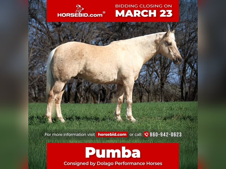 Quarter horse américain Hongre 10 Ans 155 cm Palomino in Ripley