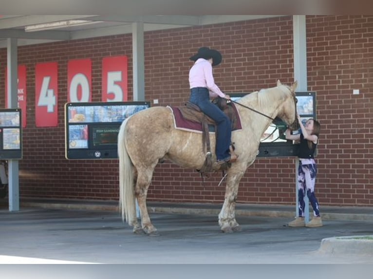 Quarter horse américain Hongre 10 Ans 155 cm Palomino in Ripley
