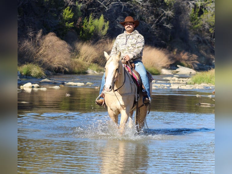 Quarter horse américain Hongre 10 Ans 155 cm Palomino in Stephenville