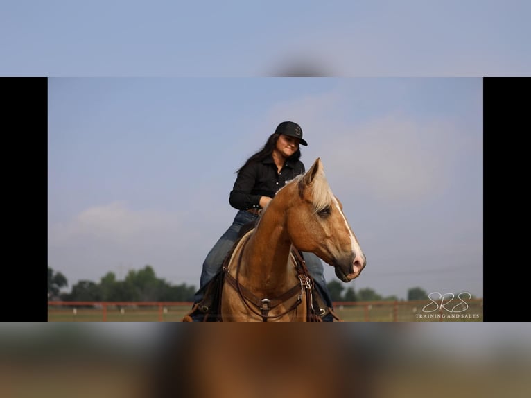 Quarter horse américain Hongre 10 Ans 155 cm Palomino in Granbury TX