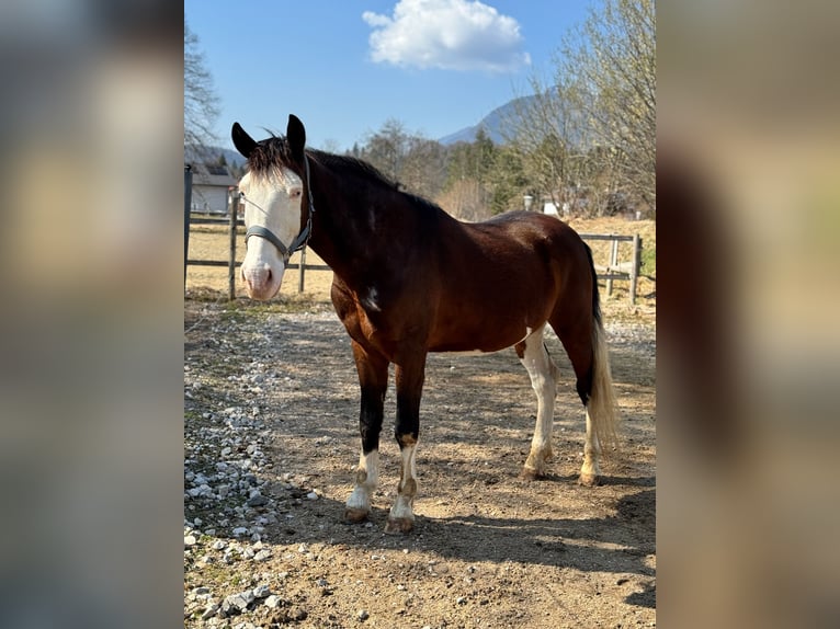 Quarter horse américain Croisé Hongre 10 Ans 155 cm Pinto in Strobl am Wolfgangsee