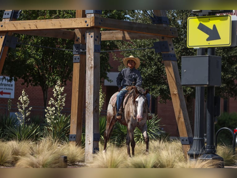 Quarter horse américain Hongre 10 Ans 155 cm in Joshua