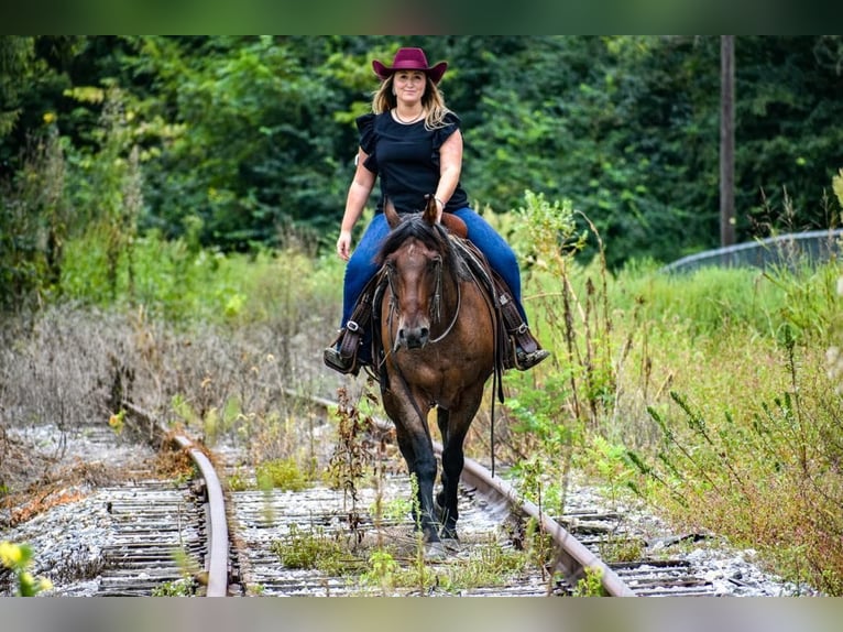 Quarter horse américain Hongre 10 Ans 155 cm Roan-Bay in London, KY