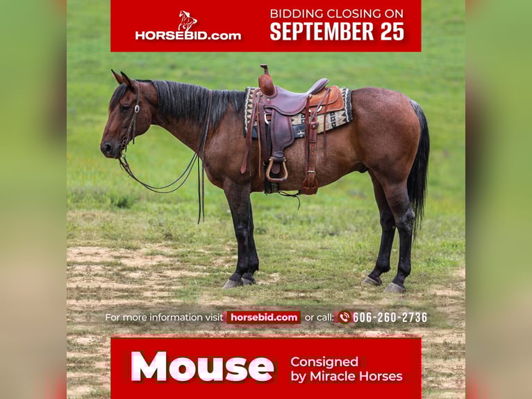 Quarter horse américain Hongre 10 Ans 155 cm Roan-Bay in London, KY