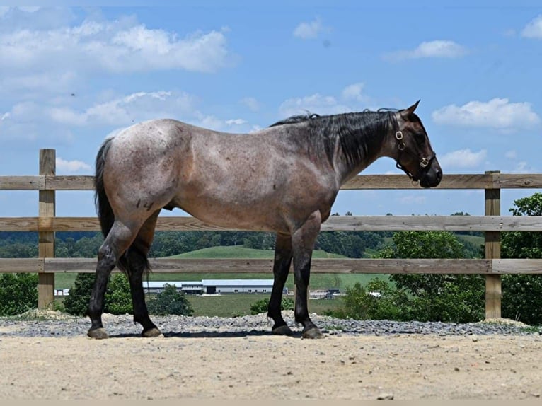 Quarter horse américain Hongre 10 Ans 155 cm Roan-Bay in Millersburg OH