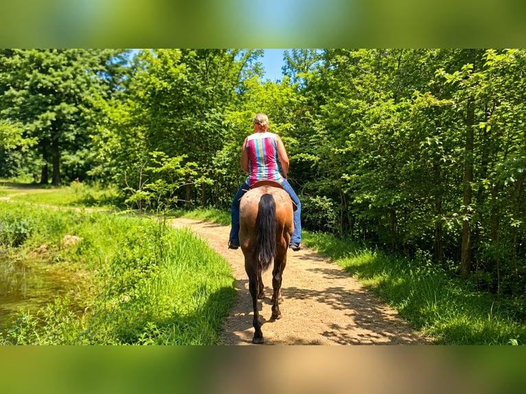 Quarter horse américain Hongre 10 Ans 155 cm Roan-Bay in Saint Joe