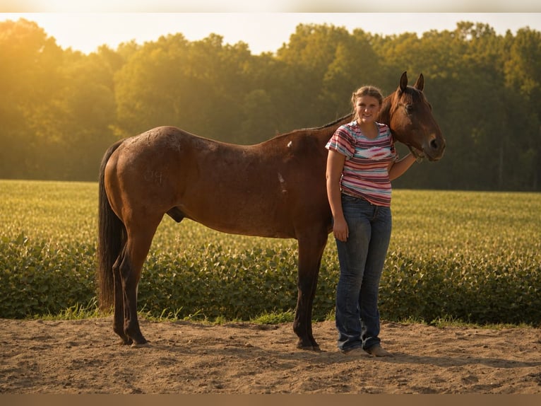 Quarter horse américain Hongre 10 Ans 155 cm Roan-Bay in Saint Joe