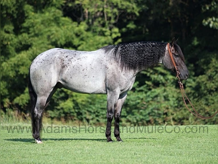 Quarter horse américain Hongre 10 Ans 155 cm Rouan Bleu in Mount Vernon