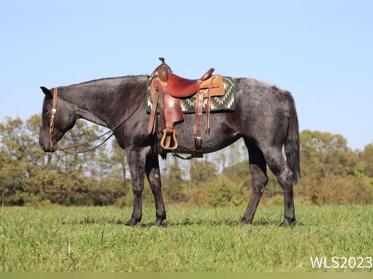 Quarter horse américain Hongre 10 Ans 155 cm Rouan Bleu in Brooksville KY