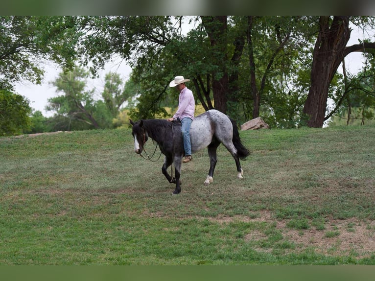 Quarter horse américain Hongre 10 Ans 155 cm Rouan Bleu in Sweet Springs Mo