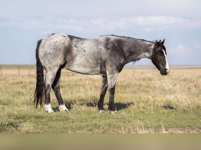 Quarter horse américain Hongre 10 Ans 155 cm Rouan Bleu in Sweet Springs Mo
