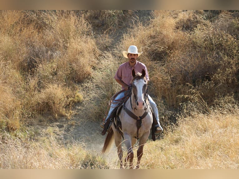 Quarter horse américain Hongre 10 Ans 155 cm Rouan Rouge in Paicines CA