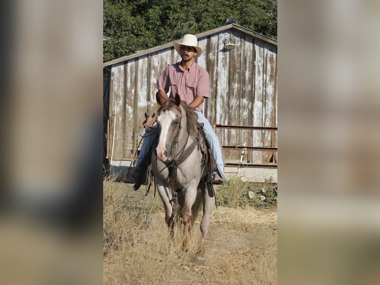 Quarter horse américain Hongre 10 Ans 155 cm Rouan Rouge in Paicines CA
