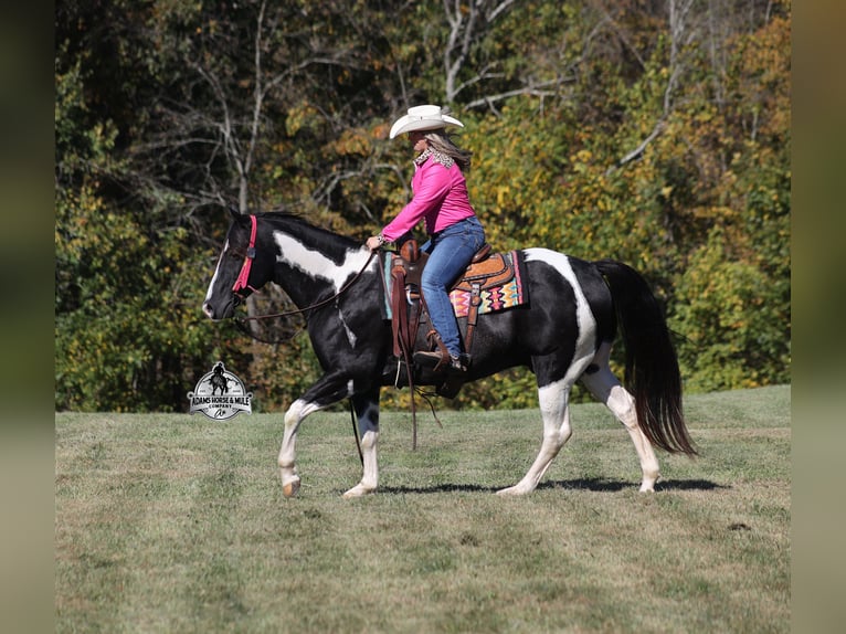 Quarter horse américain Hongre 10 Ans 155 cm Tobiano-toutes couleurs in Wickenburg