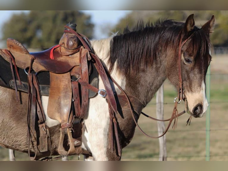 Quarter horse américain Hongre 10 Ans 155 cm Tobiano-toutes couleurs in Lipan TX