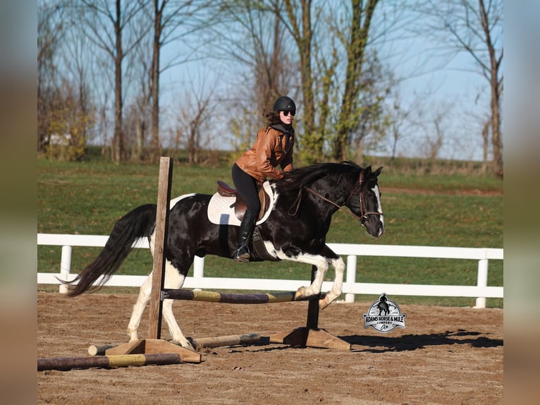 Quarter horse américain Hongre 10 Ans 155 cm Tobiano-toutes couleurs in Wickenburg