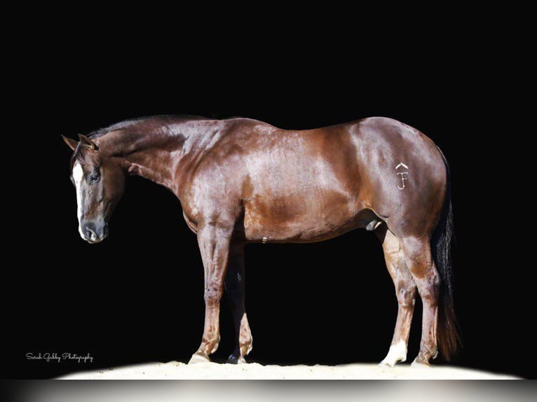 Quarter horse américain Hongre 10 Ans 157 cm Alezan brûlé in Fairbank IA