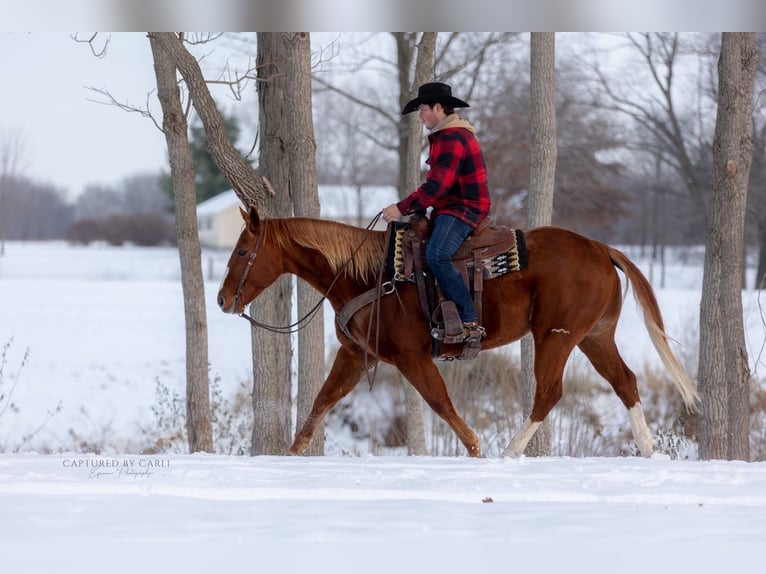 Quarter horse américain Hongre 10 Ans 157 cm Alezan cuivré in La Grange
