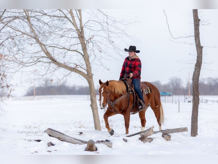 Quarter horse américain Hongre 10 Ans 157 cm Alezan cuivré in La Grange