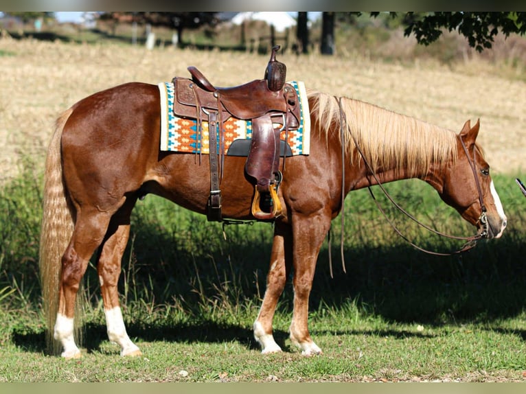 Quarter horse américain Hongre 10 Ans 157 cm Alezan cuivré in Henderson