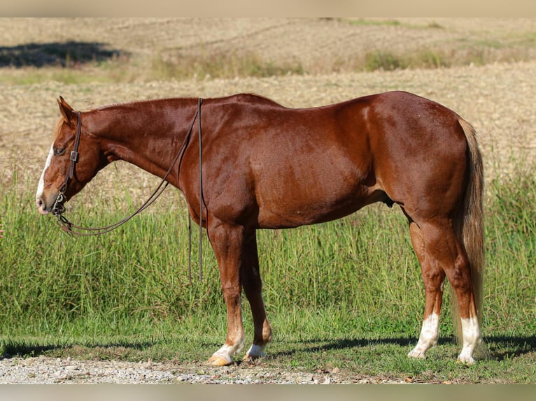 Quarter horse américain Hongre 10 Ans 157 cm Alezan cuivré in Henderson