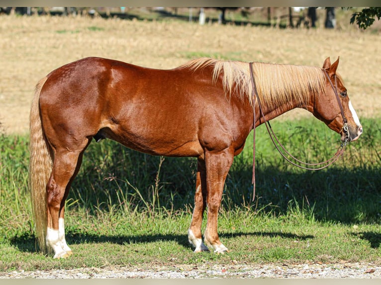 Quarter horse américain Hongre 10 Ans 157 cm Alezan cuivré in Henderson