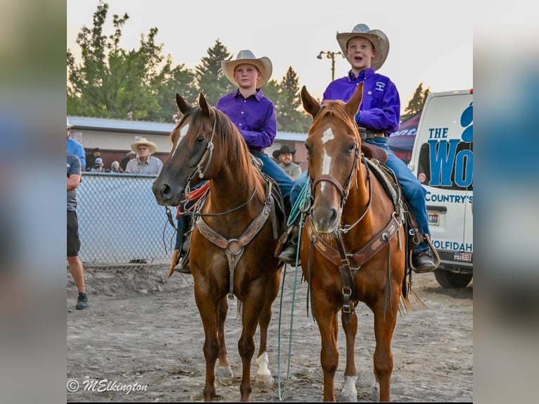 Quarter horse américain Hongre 10 Ans 157 cm Alezan cuivré in Rigby, ID