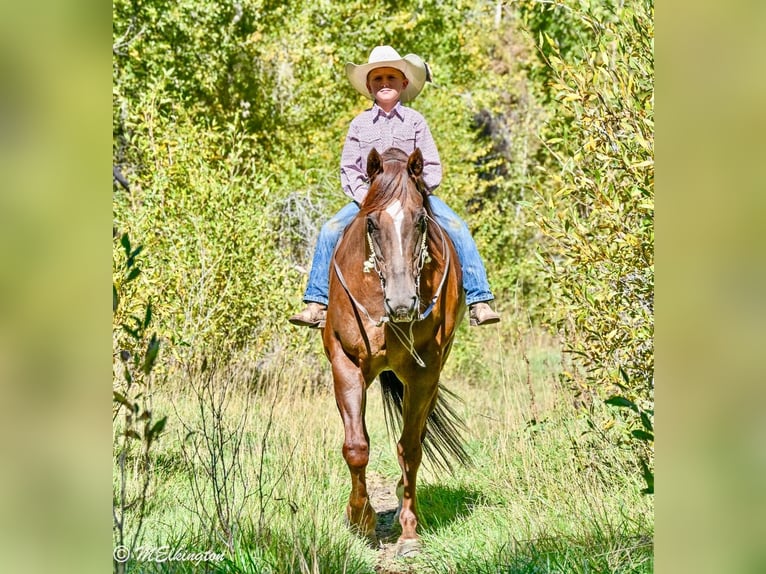 Quarter horse américain Hongre 10 Ans 157 cm Alezan cuivré in Rigby, ID