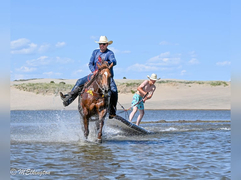 Quarter horse américain Hongre 10 Ans 157 cm Alezan cuivré in Rigby, ID
