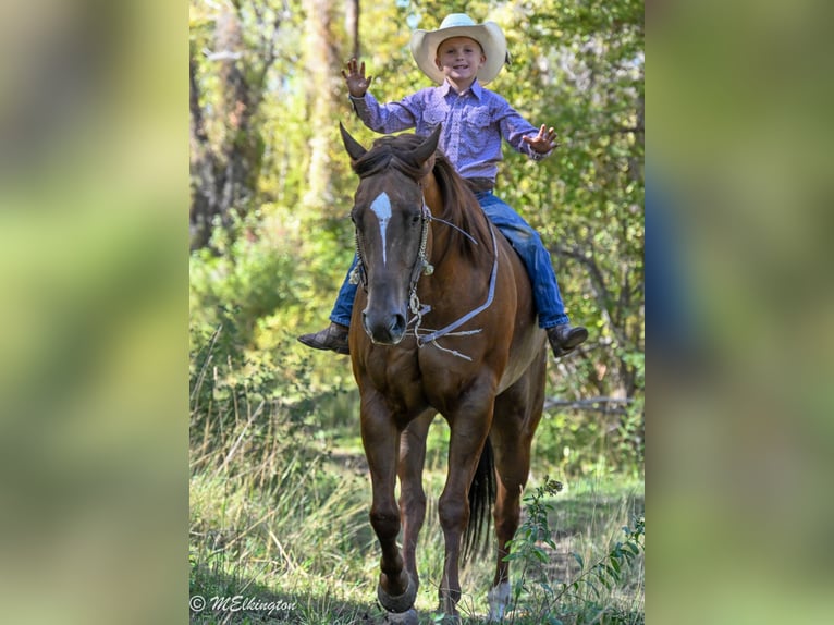 Quarter horse américain Hongre 10 Ans 157 cm Alezan cuivré in Rigby, ID