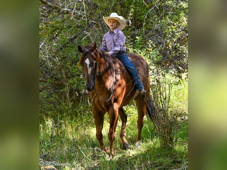 Quarter horse américain Hongre 10 Ans 157 cm Alezan cuivré in Rigby, ID