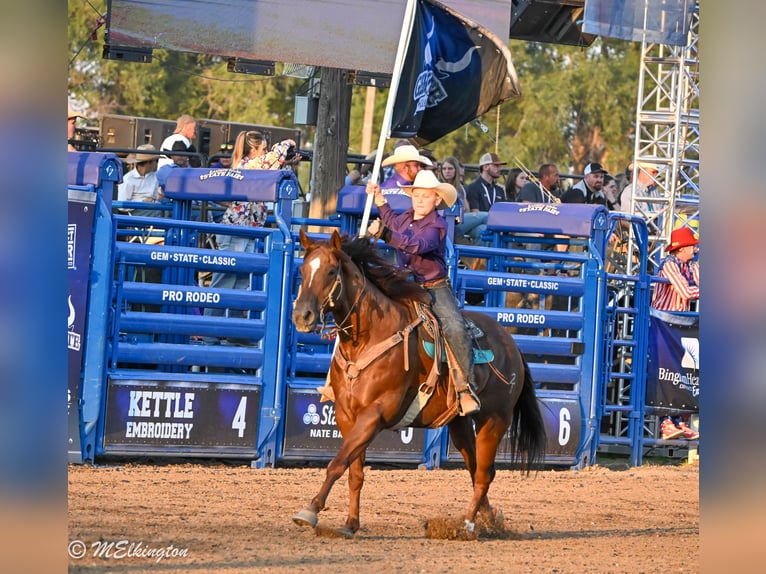 Quarter horse américain Hongre 10 Ans 157 cm Alezan cuivré in Rigby, ID