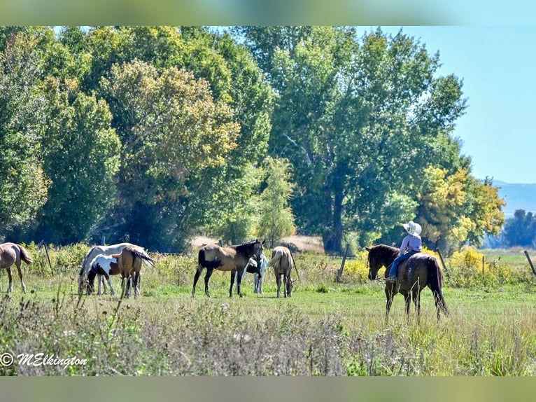 Quarter horse américain Hongre 10 Ans 157 cm Alezan cuivré in Rigby, ID