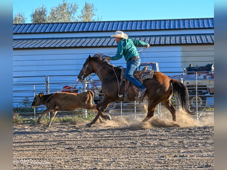 Quarter horse américain Hongre 10 Ans 157 cm Alezan cuivré in Rigby, ID