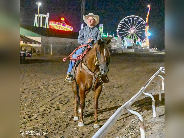 Quarter horse américain Hongre 10 Ans 157 cm Alezan cuivré in Rigby, ID