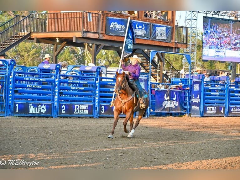 Quarter horse américain Hongre 10 Ans 157 cm Alezan cuivré in Rigby, ID