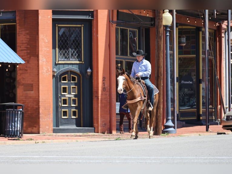 Quarter horse américain Hongre 10 Ans 157 cm Alezan cuivré in Ripley