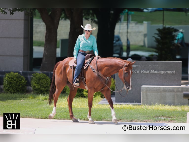 Quarter horse américain Hongre 10 Ans 157 cm Alezan cuivré in Weatherford, TX