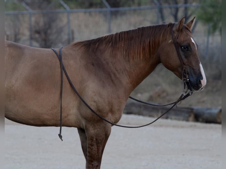 Quarter horse américain Hongre 10 Ans 157 cm Alezan dun in Breckenridge TX