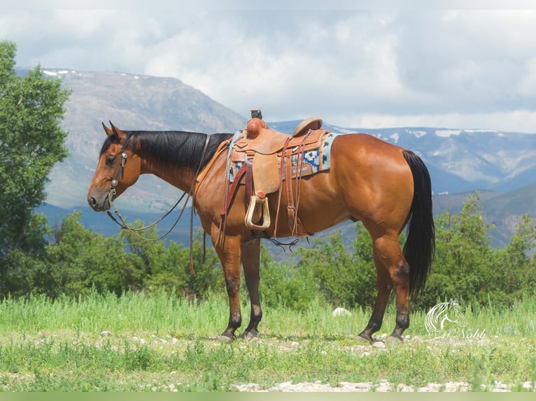 Quarter horse américain Hongre 10 Ans 157 cm Bai cerise in Cody, WY