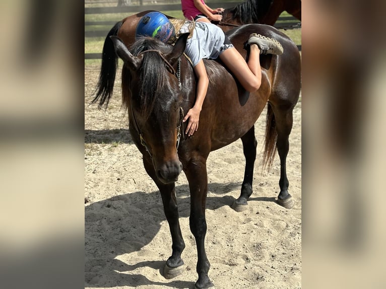 Quarter horse américain Hongre 10 Ans 157 cm Bai cerise in Dawson GA