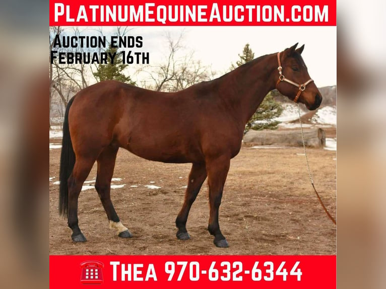 Quarter horse américain Hongre 10 Ans 157 cm Bai cerise in Fort Collins, CO