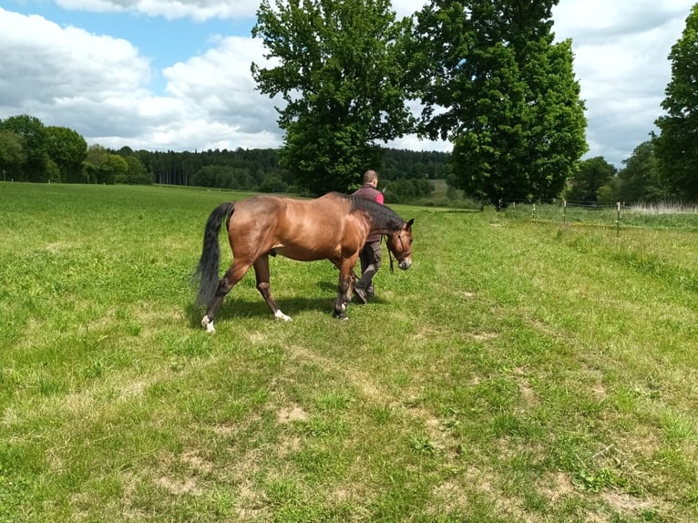 Quarter horse américain Croisé Hongre 10 Ans 157 cm Bai in Bruck in der Oberpfalz