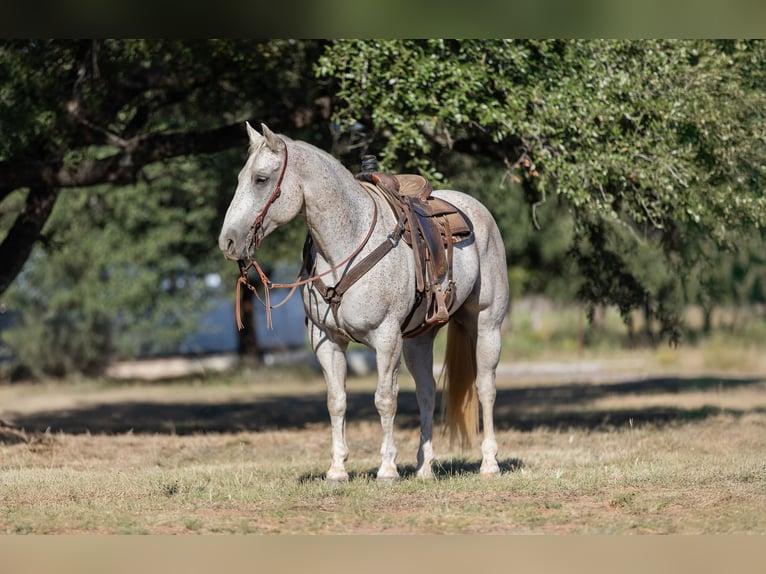 Quarter horse américain Hongre 10 Ans 157 cm Gris in Bridgeport, TX