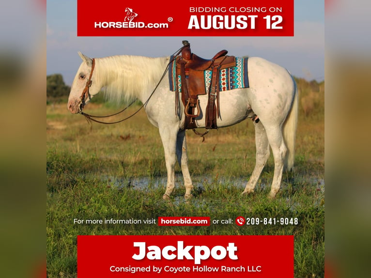 Quarter horse américain Croisé Hongre 10 Ans 157 cm Gris in Waterford