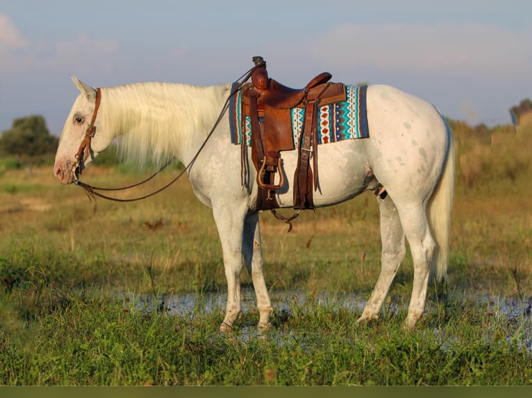 Quarter horse américain Croisé Hongre 10 Ans 157 cm Gris in Waterford